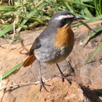 Cape Robin-Chat